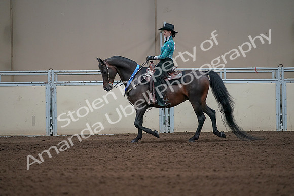 2019 Morgan Horse Show - Sept 01, 2019 - 07319