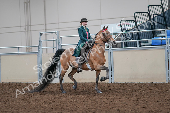 2020 - AB Morgan Horse - Sat, Sept 05 - 13855