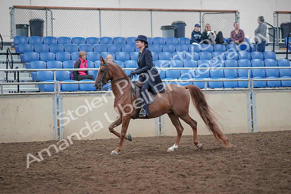 2019 Morgan Horse Show - Aug 31, 2019 - 16905