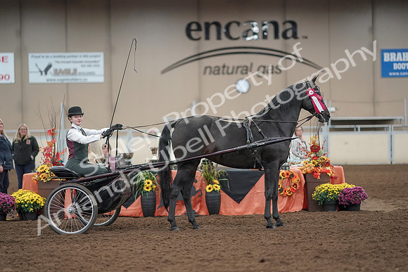 2019 Morgan Horse Show - Aug 31, 2019 - 04775