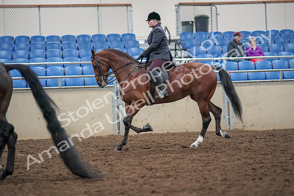 2019 Morgan Horse Show - Aug 30, 2019 - 20086