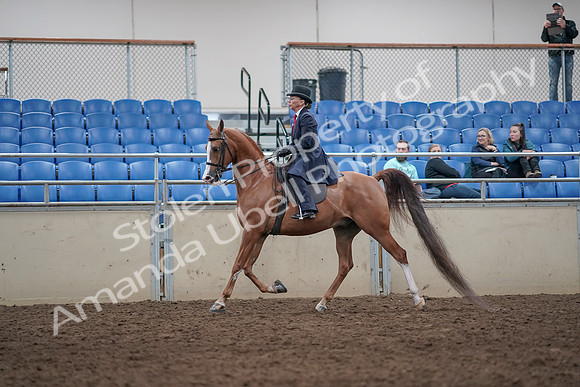 2019 Morgan Horse Show - Aug 31, 2019 - 08557