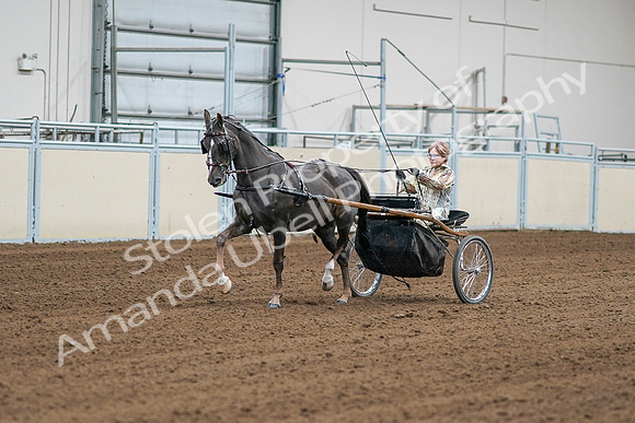 2020 - AB Morgan Horse - Sat, Sept 05 - 05972