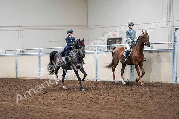 2020 - AB Morgan Horse - Fri, Sept 04 - 03158