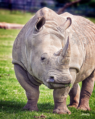 Zoo - 027