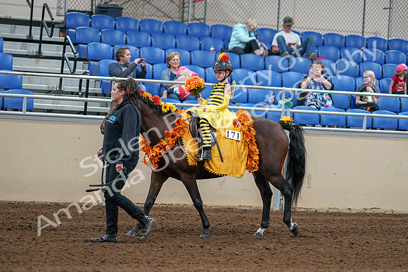 2020 - AB Morgan Horse - Sat, Sept 05 - 05772