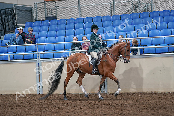 2020 - AB Morgan Horse - Sat, Sept 05 - 05178