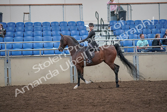 2019 Morgan Horse Show - Aug 31, 2019 - 08802
