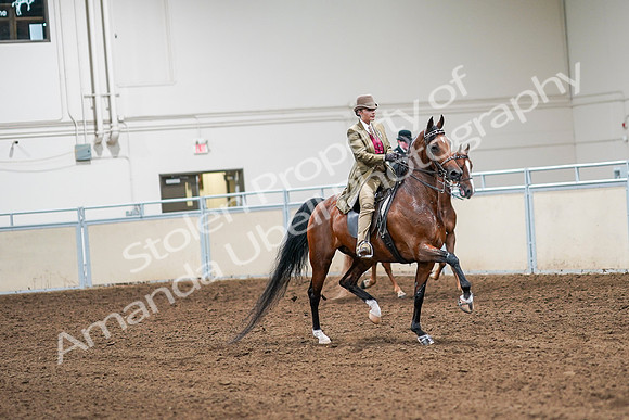 2020 - AB Morgan Horse - Sat, Sept 05 - 08219