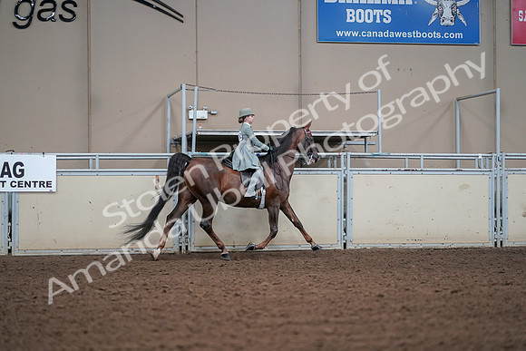 2019 Morgan Horse Show - Aug 30, 2019 - 18082