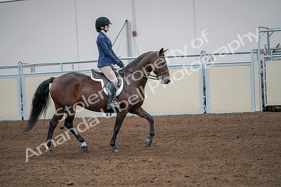 2020 - AB Morgan Horse - Fri, Sept 04 - 05984