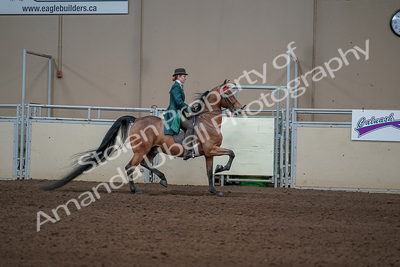 2019 Morgan Horse Show - Sept 01, 2019 - 13320