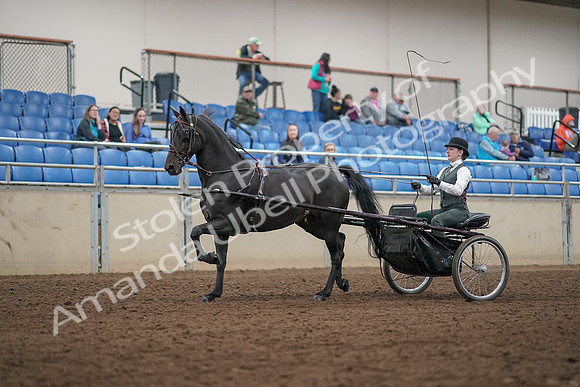 2019 Morgan Horse Show - Aug 31, 2019 - 04662