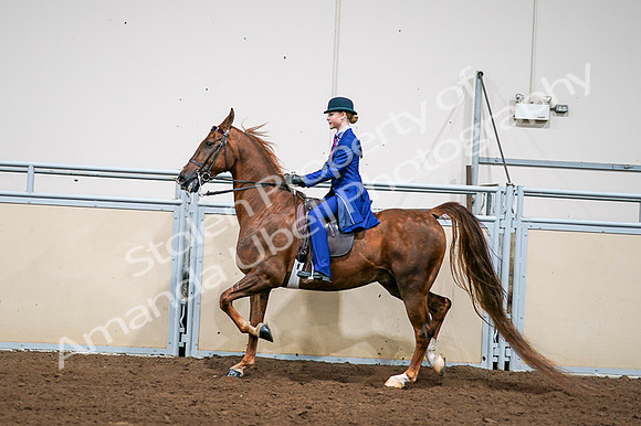 2020 - AB Morgan Horse - Fri, Sept 04 - 04987