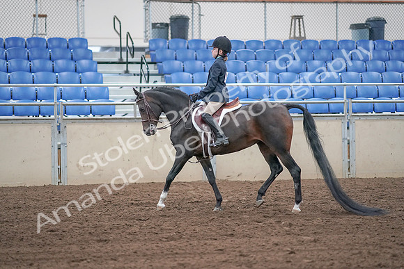 2019 Morgan Horse Show - Sept 01, 2019 - 05481