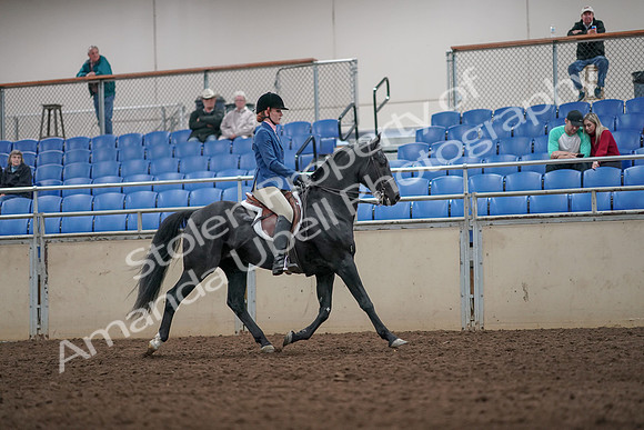 2019 Morgan Horse Show - Aug 31, 2019 - 07469