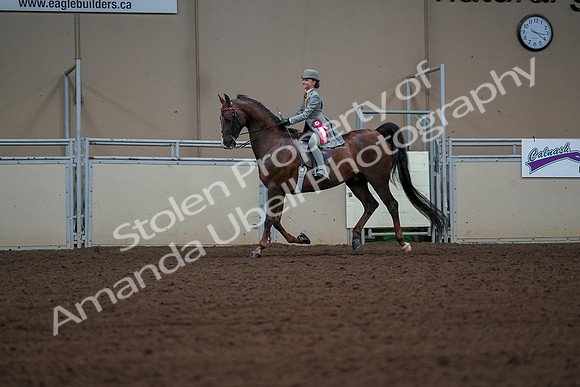 2019 Morgan Horse Show - Aug 30, 2019 - 18234