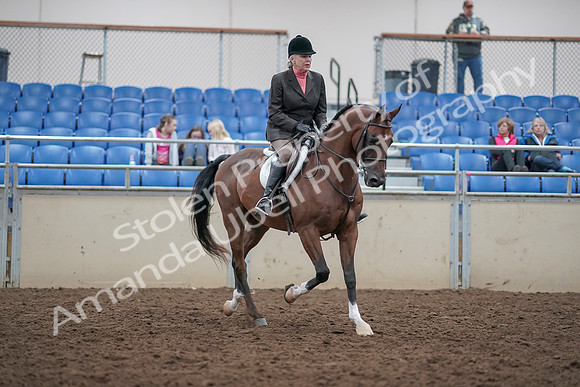 2019 Morgan Horse Show - Aug 31, 2019 - 16197