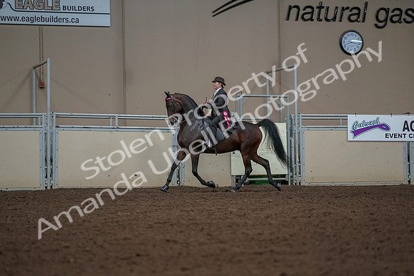 2019 Morgan Horse Show - Aug 30, 2019 - 28313