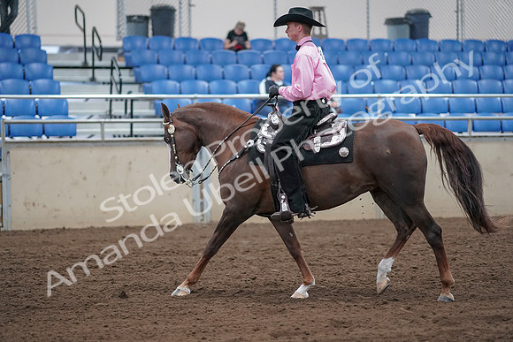 2019 Morgan Horse Show - Sept 01, 2019 - 07008