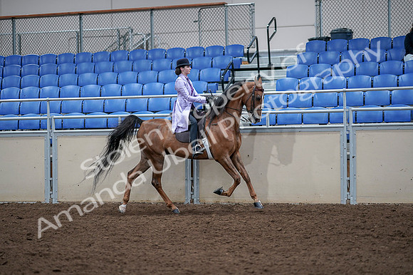 2020 - AB Morgan Horse - Fri, Sept 04 - 05081