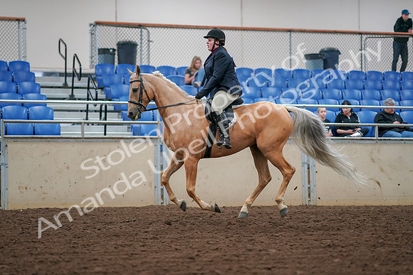 2019 Morgan Horse Show - Aug 30, 2019 - 16392