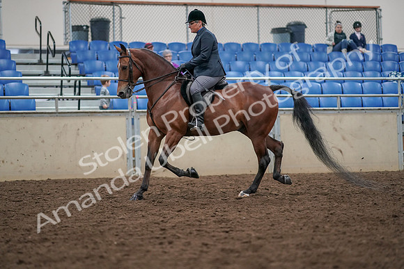 2019 Morgan Horse Show - Aug 30, 2019 - 19888