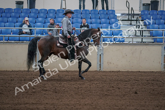 2019 Morgan Horse Show - Sept 01, 2019 - 07091