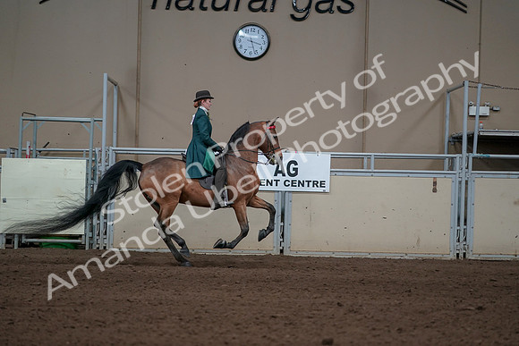 2019 Morgan Horse Show - Sept 01, 2019 - 13389