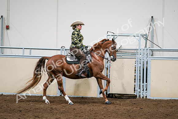 2020 - AB Morgan Horse - Sat, Sept 05 - 08936