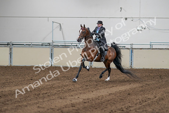 2020 - AB Morgan Horse - Sat, Sept 05 - 13132