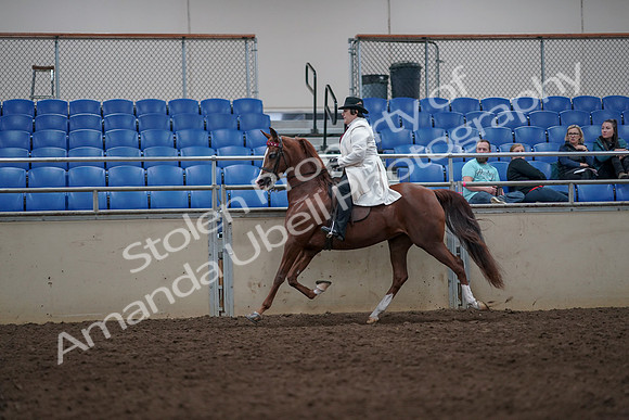 2019 Morgan Horse Show - Aug 31, 2019 - 08574