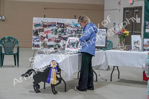 2019 Morgan Horse Show - Sept 01, 2019 - 05892
