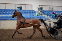 2019 Morgan Horse Show - Aug 30, 2019 - 13039