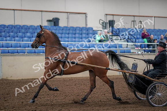 2019 Morgan Horse Show - Aug 30, 2019 - 13039
