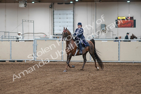 2020 - AB Morgan Horse - Fri, Sept 04 - 07855