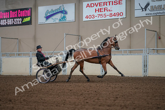 2019 Morgan Horse Show - Aug 30, 2019 - 13420
