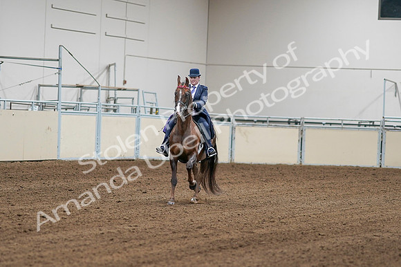 2020 - AB Morgan Horse - Fri, Sept 04 - 08162