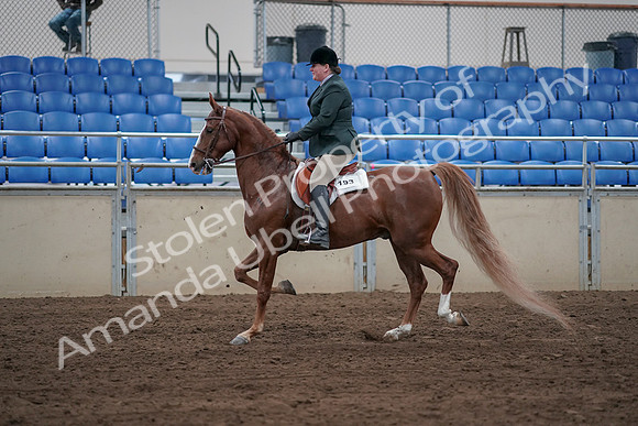 2019 Morgan Horse Show - Sept 01, 2019 - 12191