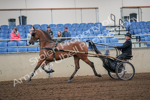 2019 Morgan Horse Show - Aug 30, 2019 - 13330