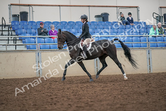 2019 Morgan Horse Show - Aug 30, 2019 - 20387