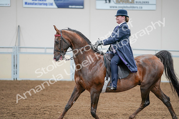 2020 - AB Morgan Horse - Fri, Sept 04 - 08230