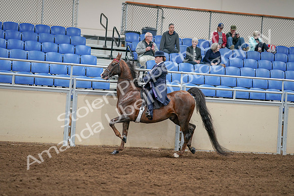 2020 - AB Morgan Horse - Fri, Sept 04 - 08012