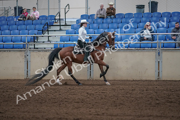2019 Morgan Horse Show - Sept 01, 2019 - 07047