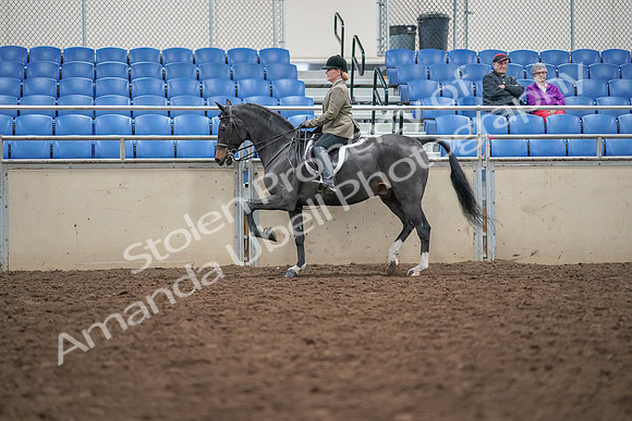 2019 Morgan Horse Show - Aug 30, 2019 - 20294