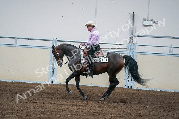 2020 - AB Morgan Horse - Fri, Sept 04 - 00548