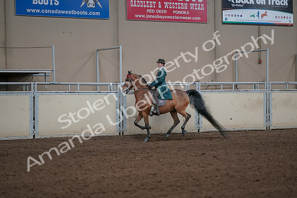 2019 Morgan Horse Show - Sept 01, 2019 - 13229