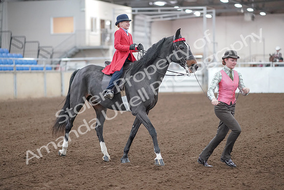 2019 Morgan Horse Show - Sept 01, 2019 - 10686