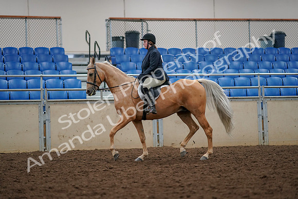 2019 Morgan Horse Show - Aug 30, 2019 - 22285