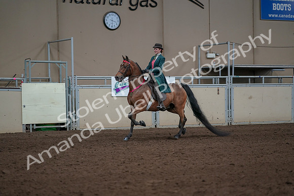 2019 Morgan Horse Show - Sept 01, 2019 - 13460
